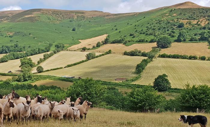 learn how to herd sheep on a welsh hill farm